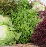 All About Lettuce by Liz Diamond at Healthyveggie.co