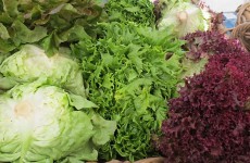 All About Lettuce by Liz Diamond at Healthyveggie.co